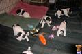 bundles  of joy available Wire Fox Terrier puppy located in VA. BEACH